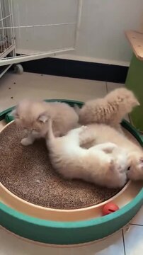 Fluffy cream kittens playing together on a round scratching board in motion video clip showing adorable feline agility and energy