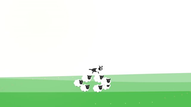 Cute border collie herding dog jumping over a small group of fluffy white sheep on a green pasture