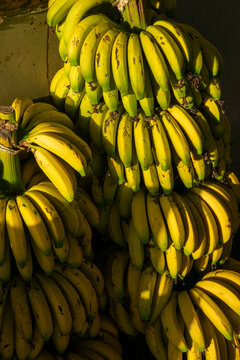 Large bunches of ripe bananas hang stacked together in warm sunlight, South Governorate, Tyre, Lebanon