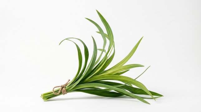 Fresh Green Pandan Leaves Tied With Twine on White Background
