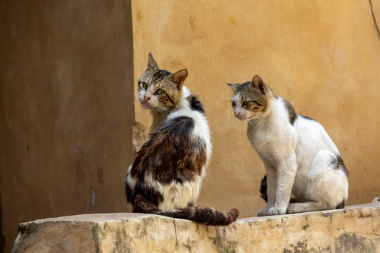 Two tabby and white cats sit side by side on a stone ledge, North Governorate, Tripoli, Lebanon