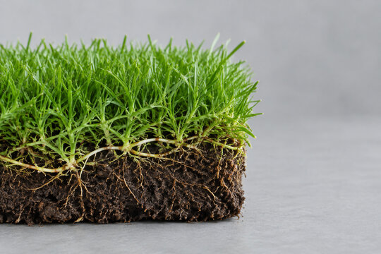 Fresh grass sod block with stolon network, lawn care and landscaping concept