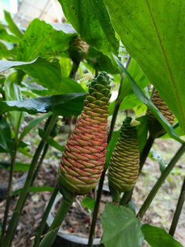 Pinecone Ginger Flower Buds Growing Among Green Leaves
