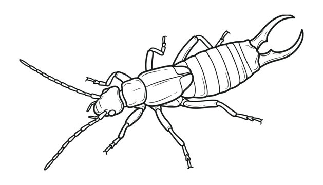 Detailed black and white engraving style illustration of an earwig