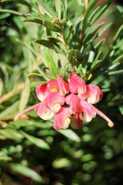 Close-up of Grevillea 'Pink Pearl' flower and foliage