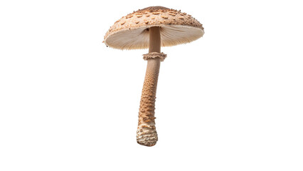 Single wild fresh forest mushroom isolated on dark background © Mia