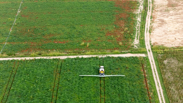 Aerial view of a tractor spraying treatments on a lush green tomato field with dirt paths in the countryside in Castelvetro Piacentino, Emilia-Romagna, Italy.