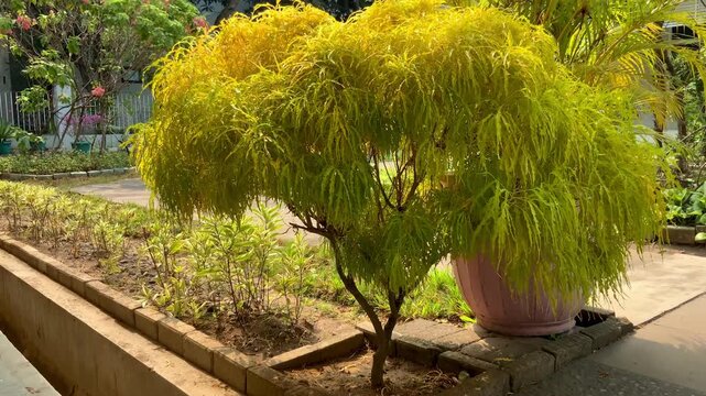 Yellow ornamental shrub in a sunny garden park