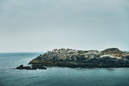 Seabird colony along a rocky islet off the coast of York, Maine, New England