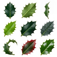 Fototapeta premium Collection of various green holly leaves isolated on white