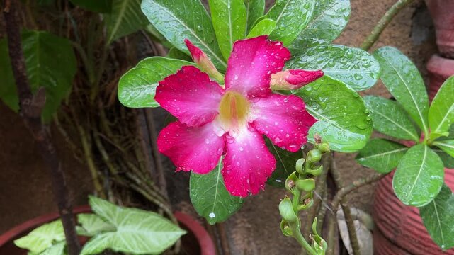 Static macro 4K footage of a vibrant pink and white Adenium obesum Desert Rose flower covered with fresh water droplets after rain on green leaves. Lush tropical garden with terracotta pots in blurred