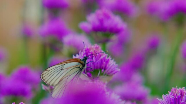 Delicate white butterfly rests on a vibrant purple flower. Its wings softly flutter as it feeds. Background blooms blur into dreamy soft focus. Nature's calm beauty captured in gentle motion