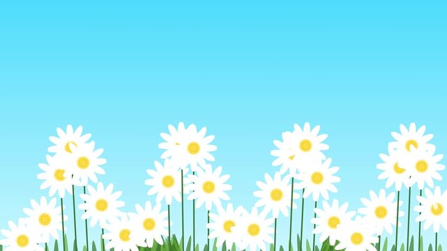 Animated daisy flowers field vector background
