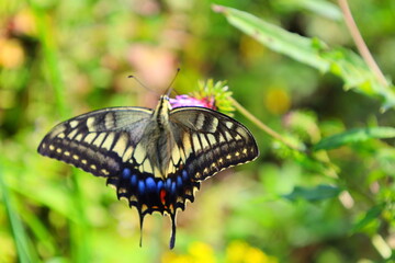Close-up of a vibrant wild swallowtail butterfly perched on a wildflower © 彼岸花