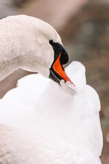 white swan on the water © LBPhotography