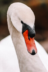 close up of a mute swan © LBPhotography