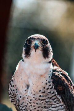 Hawk Portrait