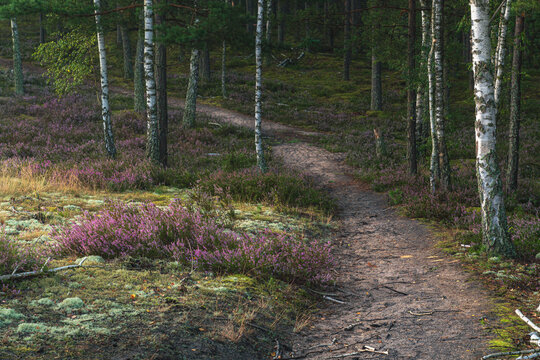 Footpath among birch trees and blooming heather with white lichen