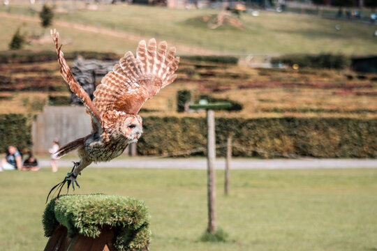 Tawny Owl Flying