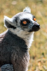 Fototapeta premium ring tailed lemur