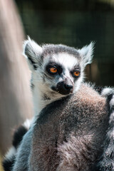 Fototapeta premium ring tailed lemur