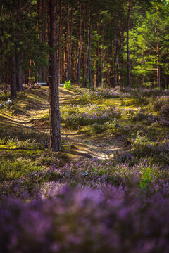 Blooming purple heather flowers on ground in pine forest