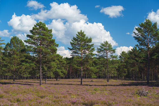 Blooming heather field in pine forest under blue sky with clouds