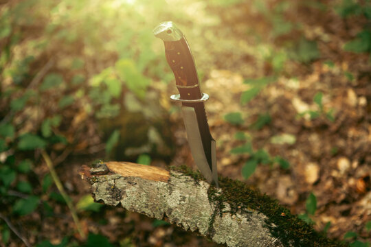Hunting knife on a log in the forest. Selective focus.