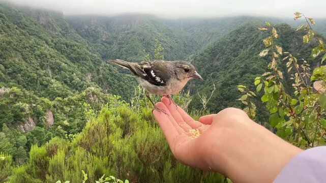 Wild Madeira chaffinch eating crumbs from a hand on background of a lush green mountain forest.