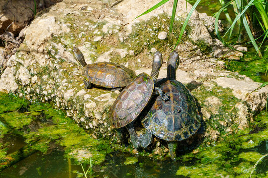 Turtles on the rocks 