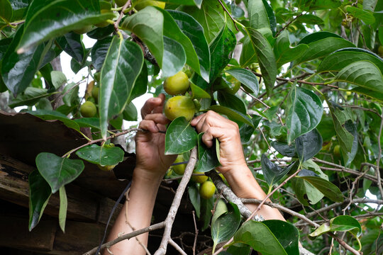 local farmer harvesting persimmons directly from fruitful branches in an organic fruit garden in Da Lat, Lam Dong, Vietnam
