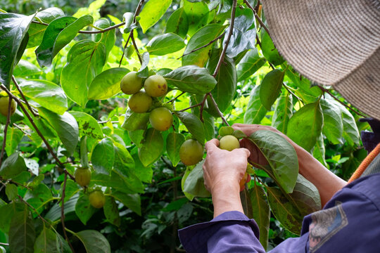 local farmer harvesting persimmons directly from fruitful branches in an organic fruit garden in Da Lat, Lam Dong, Vietnam