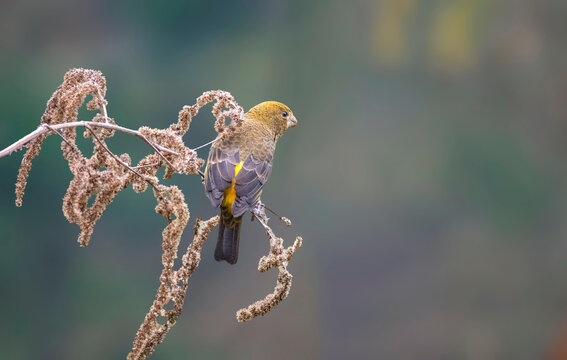 Scarlet Finch | Carpodacus sipahi