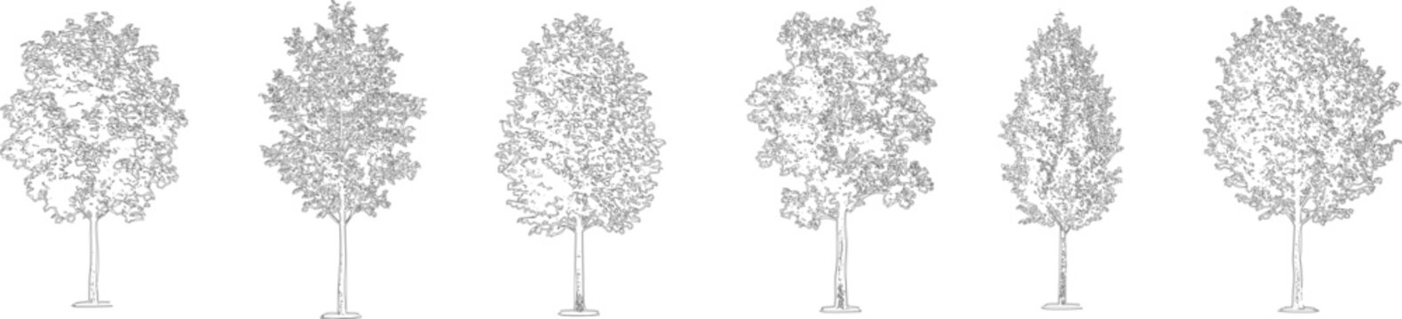 Hand Drawn Tree Elevation Collection, Detailed Vector Trees for Landscape Architecture