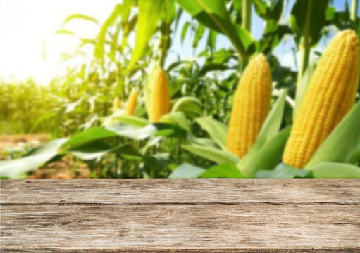 Wooden table top on blur corn field and mountain background in daytime.Harvest corn or whole wheat.For montage product display or design key visual layout.View of copy space.