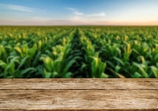 Wooden table top on blur corn field and mountain background in daytime.Harvest corn or whole wheat.For montage product display or design key visual layout.View of copy space.