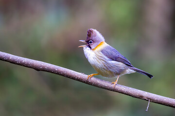Obraz premium Whiskered Yuhina | Yuhina flavicollis
