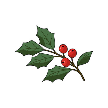 Holly branch with red berries isolated on white background. Christmas cards, gift wrap, stickers, and holiday themed designs.