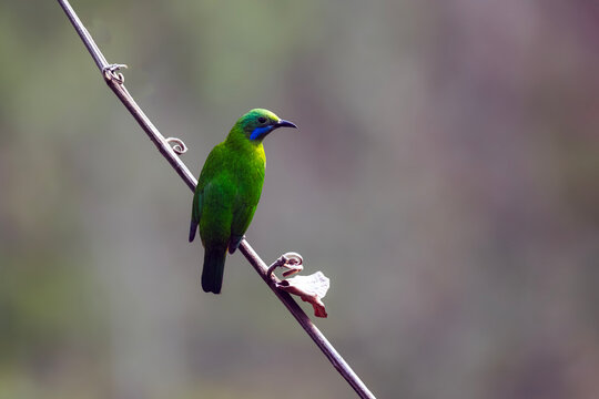 Orange-bellied Leafbird | Chloropsis hardwickii