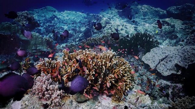Orange Anthias and Black Triggerfish over Rounded Corals in Clear Water and Shimmering Sunlight, Komodo, Indonesia, Symbolizing Peace and Marine Biodiversity