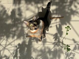 cat on the roof © DewiRizzky