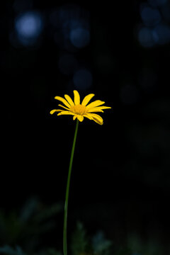 Yellow daisy illuminated against a dark background, solitary bloom with delicate petals and visible stamen, symbolizing resilience, hope and quiet growth in minimalist style