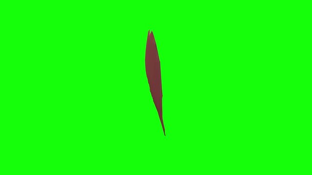 Ulnar Head of Right Flexor Carpi Ulnaris Rotation Green Screen CC BY