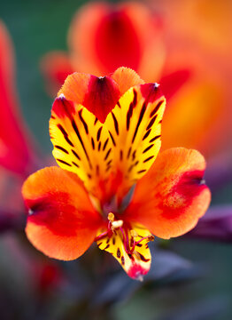 Detailed portrait of a single orange Peruvian lily (Alstroemeria) with yellow, red and dark striped markings, photographed with shallow depth of field and colorful bokeh.