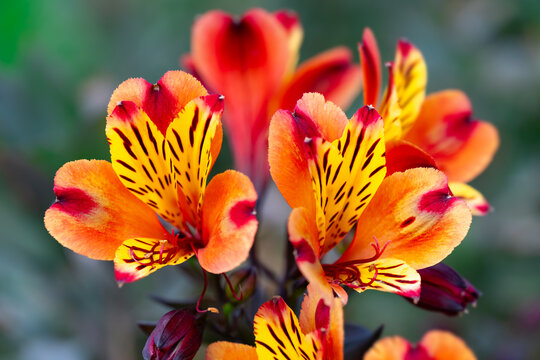 Close-up of vivid orange and yellow Peruvian lily flowers (Alstroemeria), with distinctive dark markings and red accents against a softly blurred green background.
