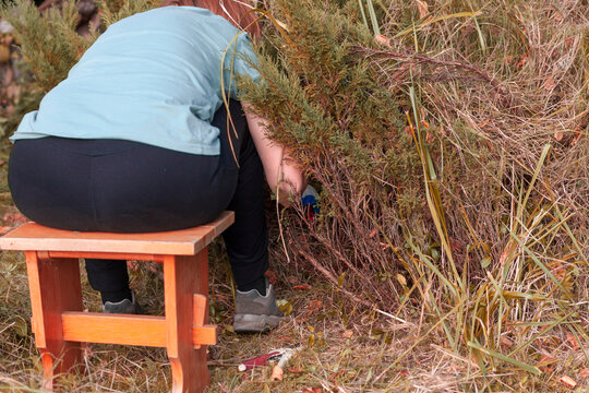 woman trimming bushes