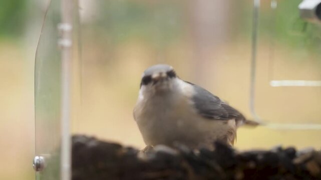 A close-up eye-level static shot of a nuthatch with gray white feathers and black eye stripe inside a clear plastic feeder. The bird selects a sunflower seed and flies left in soft natural light