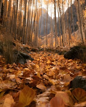 Golden autumn forest path with fallen leaves and tall aspen trees under a mountain peak
