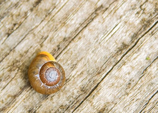 Snail shell resting on weathered wooden surface with detailed spiral pattern and natural wood grain.