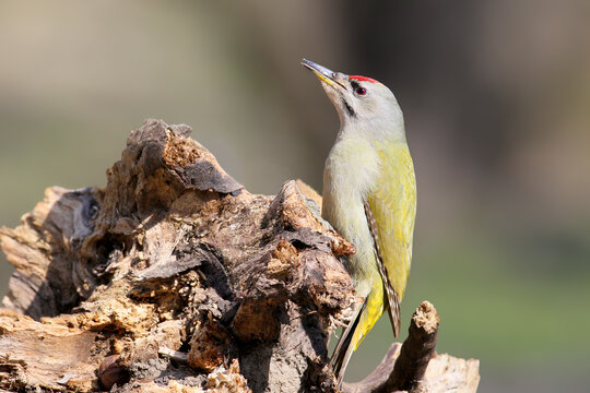 Grey-headed Woodpecker (Picus canus) male perched on a log showing olive-green back and red forehead spot.